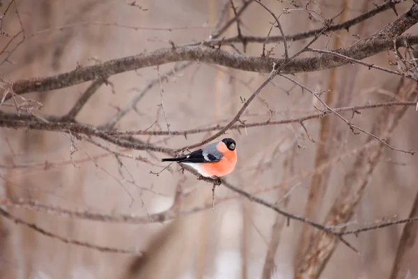 Bullfinch Eurasien Pyrrhula Pyrrhula Hiver — Photo