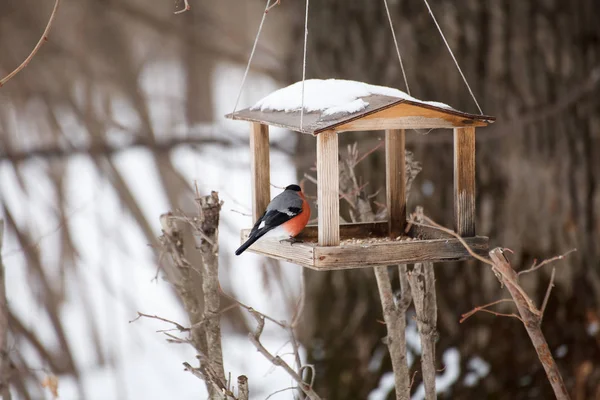 鷽鷽鳥の餌箱で冬 — ストック写真