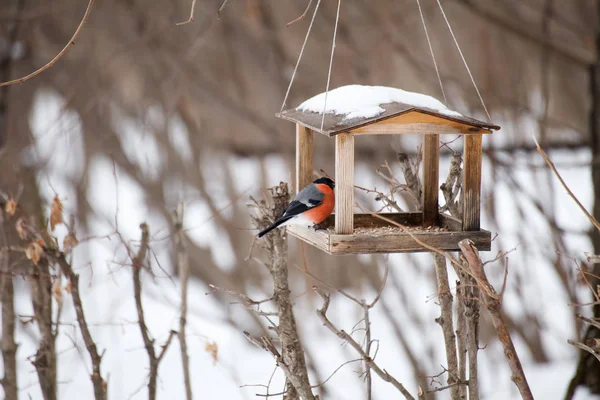 Bayağı şakrak kuşu / Pyrrhula pyrrhula kuş besleyici üzerinde kışın