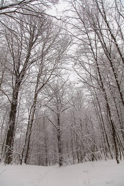 Bellissimo Paesaggio Forestale Invernale Alberi Coperti Neve — Foto Stock