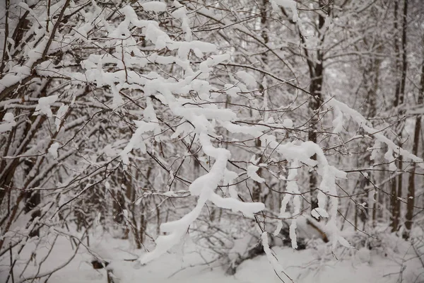 Bellissimo Paesaggio Forestale Invernale Alberi Coperti Neve — Foto Stock