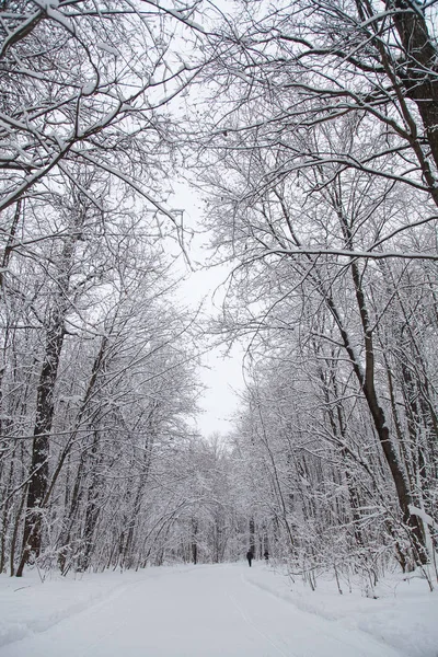Bellissimo Paesaggio Forestale Invernale Alberi Coperti Neve — Foto Stock