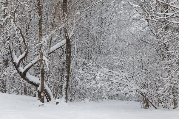 Όμορφο Χειμερινό Δασικό Τοπίο Δέντρα Καλυμμένα Χιόνι — Φωτογραφία Αρχείου