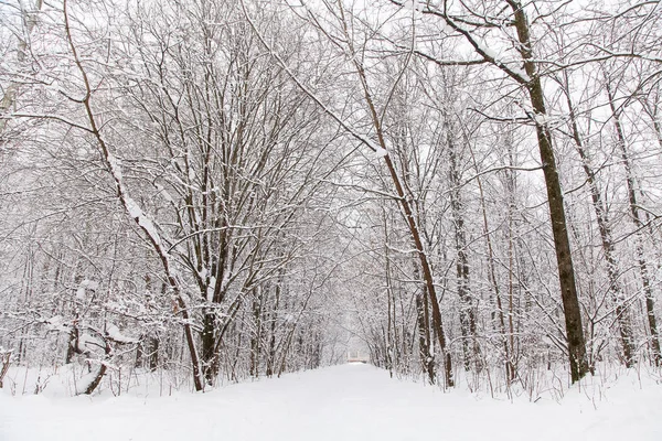 Bellissimo Paesaggio Forestale Invernale Alberi Coperti Neve — Foto Stock