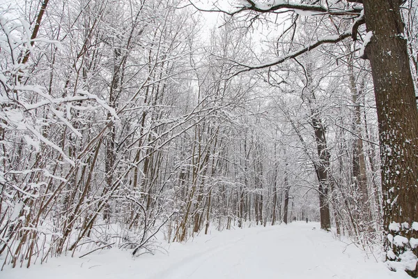 Bela Paisagem Floresta Inverno Árvores Cobertas Neve Imagens Royalty-Free