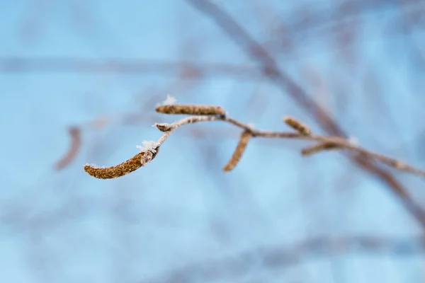 白樺の枝 — ストック写真