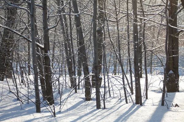 Beautiful winter forest landscape, trees covered with snow — Stock Photo, Image