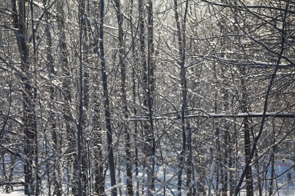 아름다운 겨울 풍경, 눈으로 덮인 나무들 — 스톡 사진