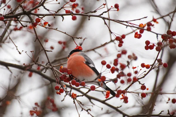 Bullfinch Větvi Rowan — Stock fotografie