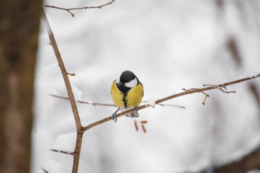 Ağacın dalında oturan küçük bir kuş.