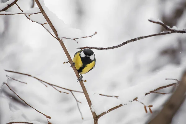 Pollito Pájaro Sentado Una Rama Árbol —  Fotos de Stock