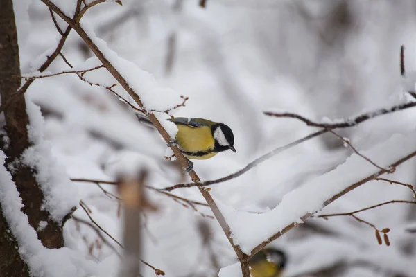 Petit Oiseau Mésange Assis Sur Une Branche Arbre — Photo