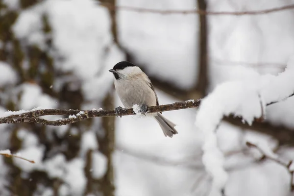 小さな鳥のひよこが木の枝に座っている — ストック写真