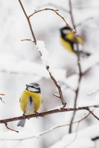 Kışın ağacın dalında oturan küçük bir kuş.