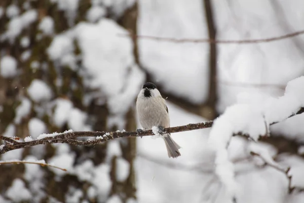 Petit Oiseau Mésange Assis Sur Une Branche Arbre — Photo