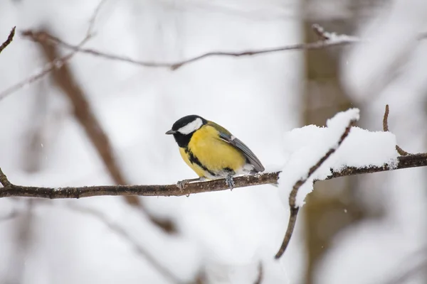 Petit Oiseau Mésange Assis Sur Une Branche Arbre — Photo