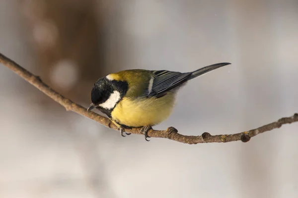 Pollito Pájaro Sentado Una Rama Árbol Titmouse —  Fotos de Stock