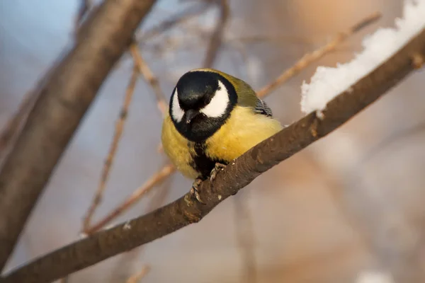 Pollito Pájaro Sentado Una Rama Árbol Titmouse —  Fotos de Stock