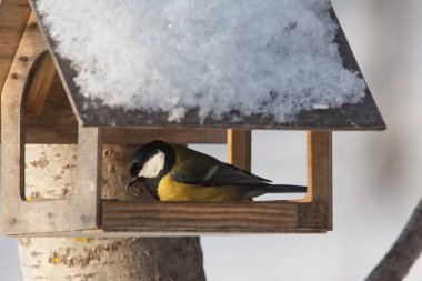 Kış kuşlar için besleyici oturan küçük bir kuş baştankara / baştankara