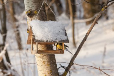 Kış kuşlar için besleyici oturan küçük bir kuş baştankara / baştankara