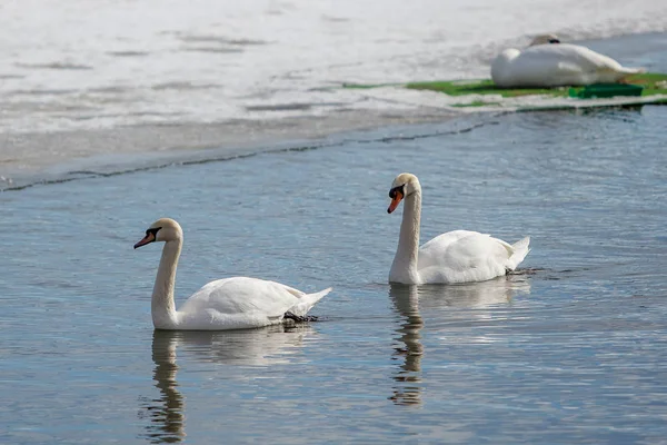 Dos Cisnes Flotando Río Winte — Foto de Stock