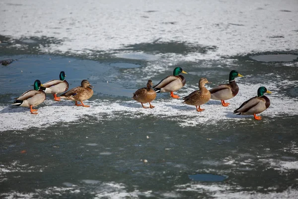 Patos Drenos Primavera Gelo Derretendo Rio — Fotografia de Stock