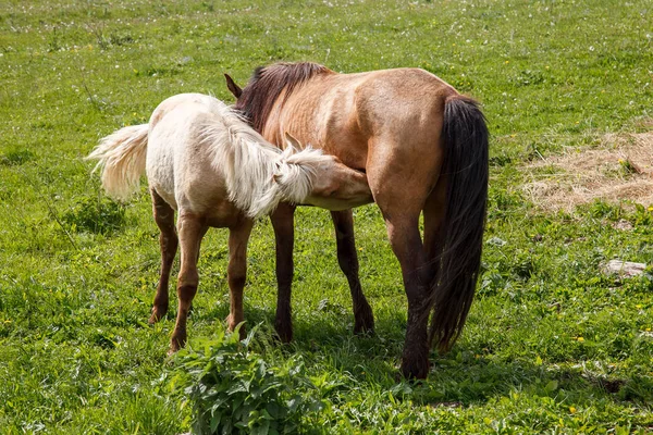 Stute und ihr Fohlen — Stockfoto