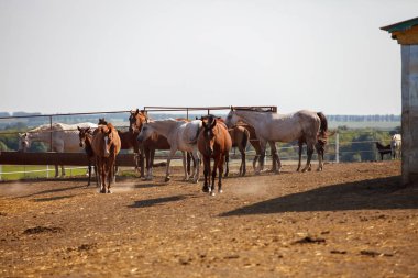 Atlar runch parlak yaz gününde besleme
