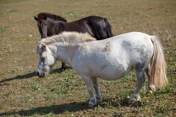 Ponys Auf Der Weide — Stockfoto