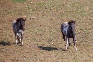 atları mera / ot alanında yer