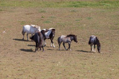 atları mera / ot alanında yer
