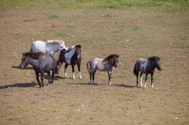 atları mera / ot alanında yer