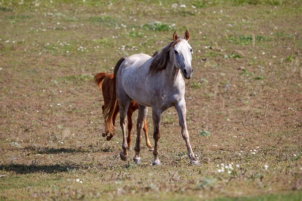 Schimmel Mit Fohlen Auf Der Weide — Stockfoto