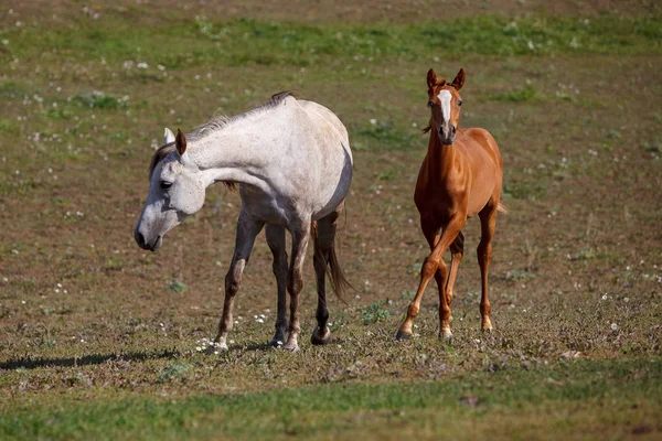 Mera içinde Tay ile beyaz at