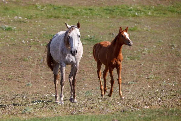 Mera içinde Tay ile beyaz at