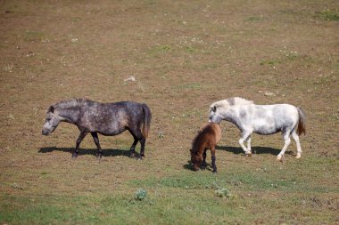 mera içinde tay ile midilli