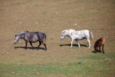 mera içinde tay ile midilli