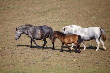 mera içinde tay ile midilli