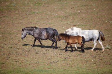 mera içinde tay ile midilli