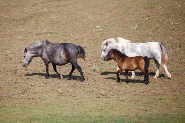 Pony Mit Fohlen Auf Der Weide — Stockfoto