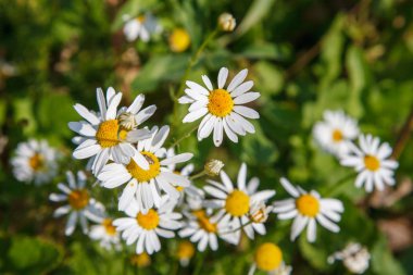 papatyalar / çayırda papatya / sahada