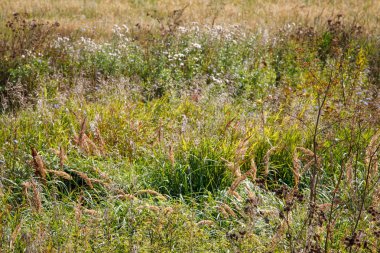 yaz çayır / akışalanı