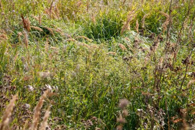 yaz çayır / akışalanı