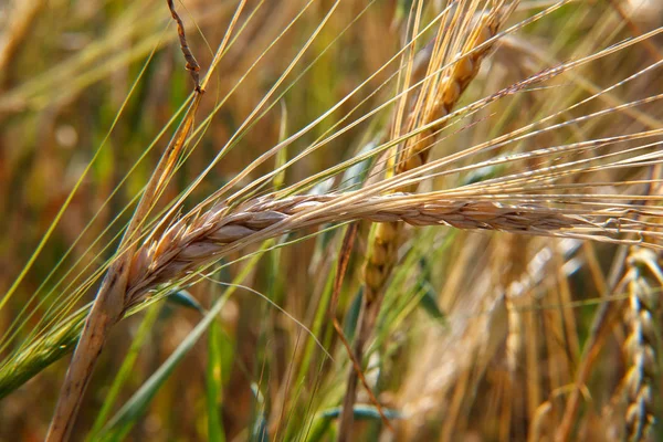 Uzavřete ječný spon/ječmen. Země, farma. — Stock fotografie