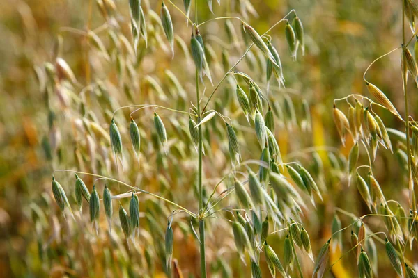 yaz çayır / akışalanı