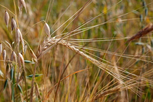 Poli Nacházejí Spikelety Pšenice Ječmene Zemědělství — Stock fotografie