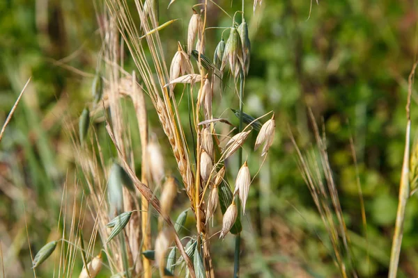 Tarwe Gerst Spikeletten Het Veld Landbouw — Stockfoto