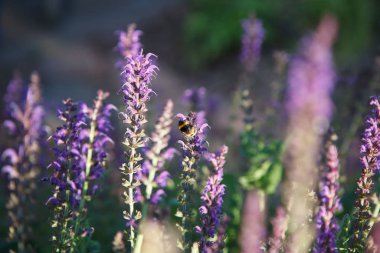 Arka plan duvar kağıdı alanı menekşe bahar çiçekleri kırsal manzara