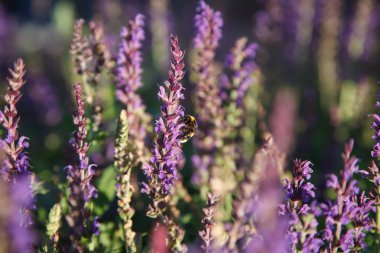 Mor çiçekler üzerinde bumble arı