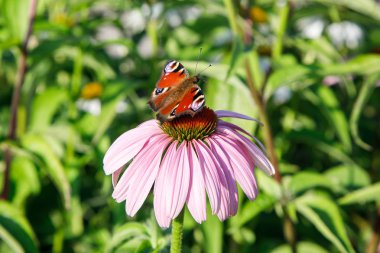 Avrupa tavuskuşu (Aglais io) kelebek mor bir Ekinezya koni çiçek